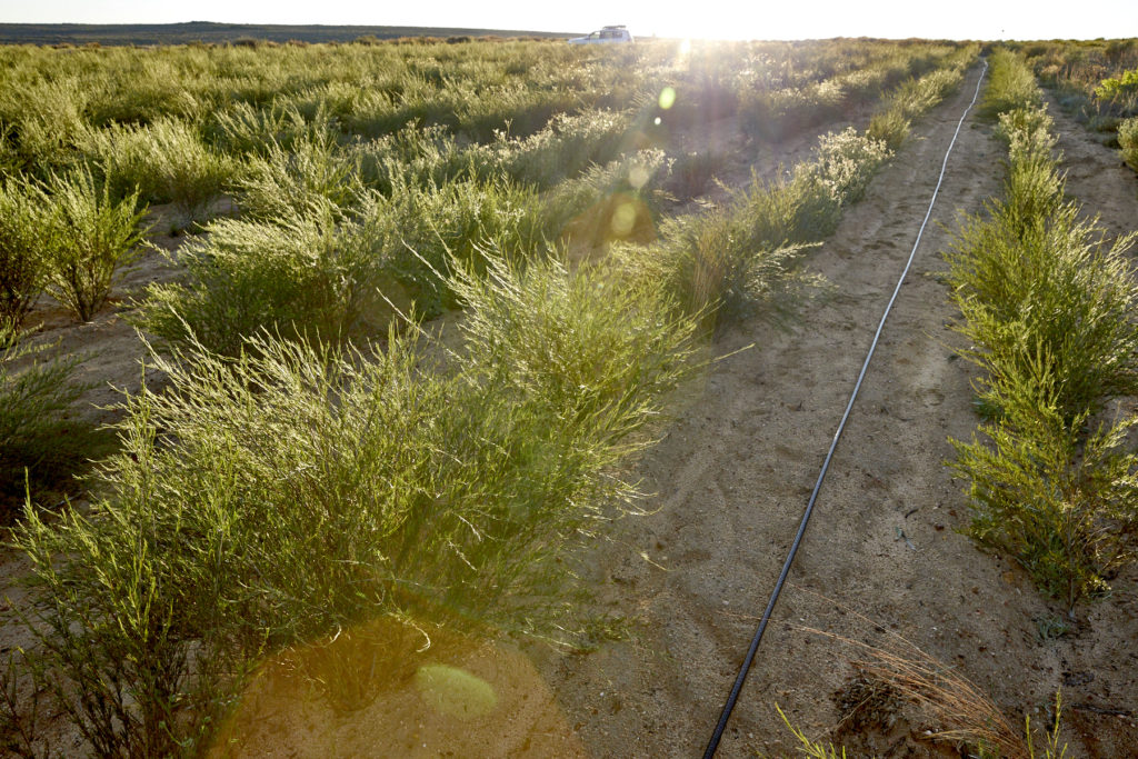 Irrigated rooibos fields at Klipopmekaar organic rooibos farm