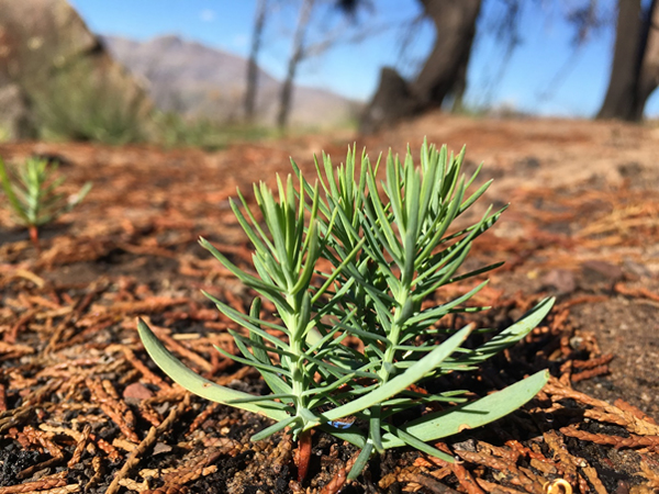 Widdringtonia Clanwilliam Cedar Seedlings - image courtesy of UCT Biological Sciences Department