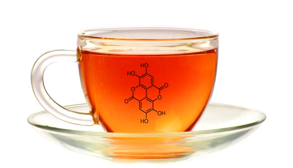 Rooibos research gets funding boost