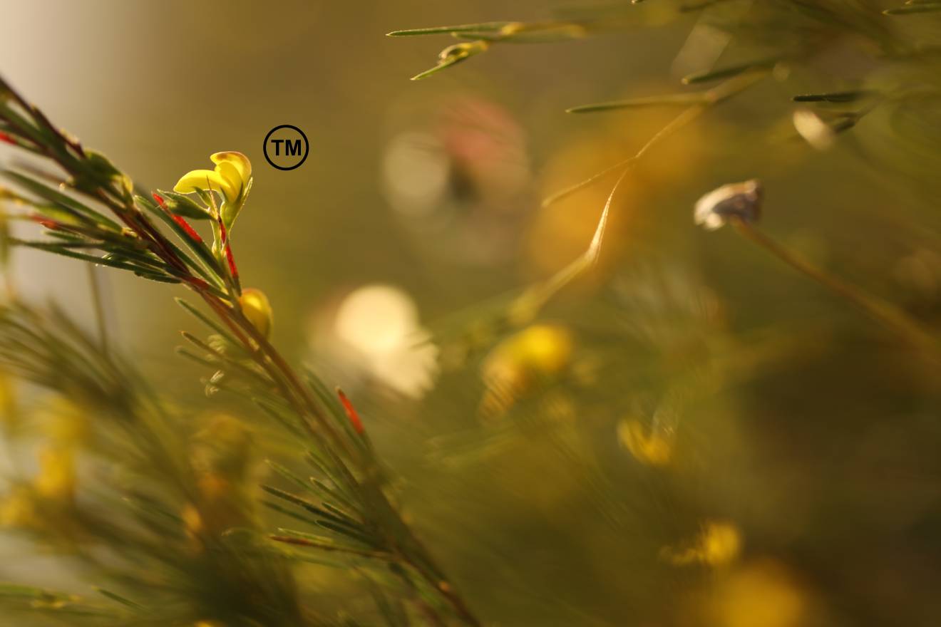 Rooibos A Trademark To Protect