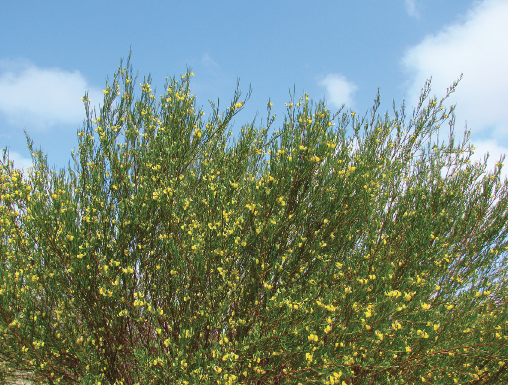 Rooibos bush in full flower bloom Cederberg rooibos tea