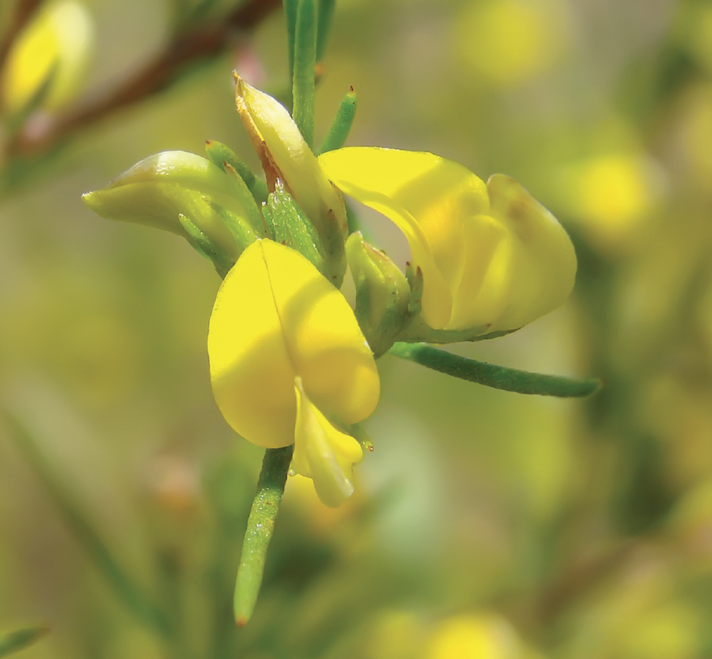 Rooibos flower macro photo Aspalathus linearis rooibos tea plant