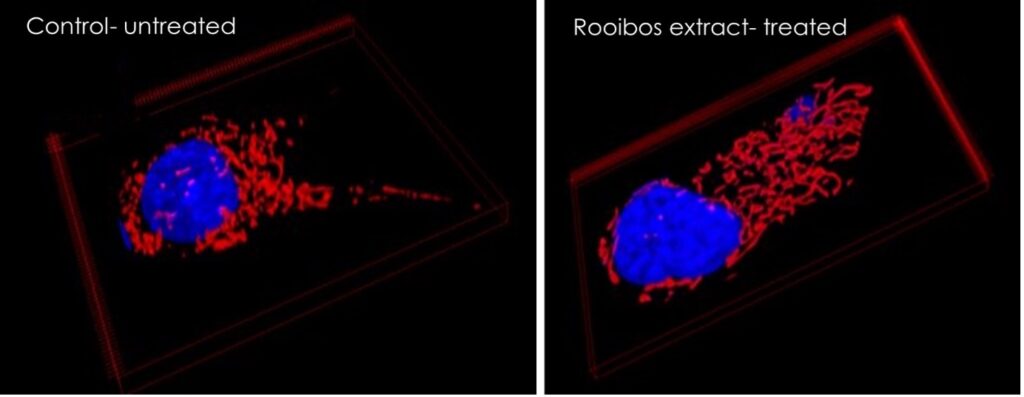 Neuronal cells treated with rooibos extract Rooibos and Alzheimers research