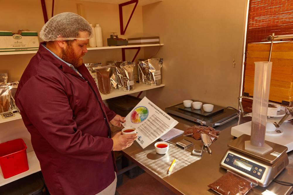 Rooibos organoleptic testing