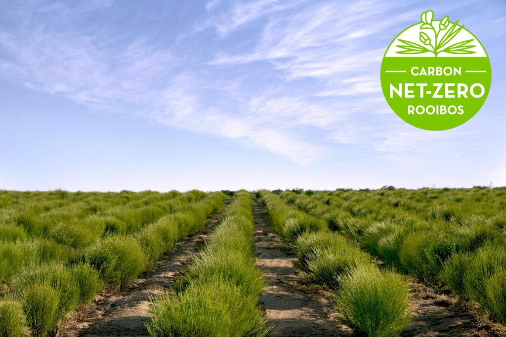 Carbon net zero regenerative rooibos