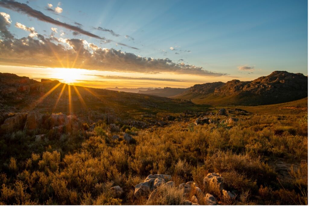 Cederberg rooibos country