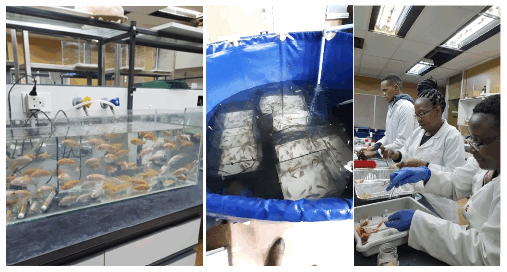 Aquaculture research at Walter Sisulu University with tilapia and rooibos