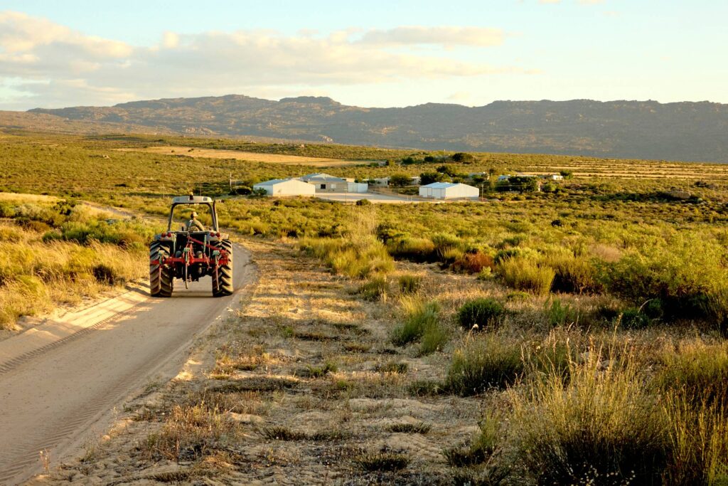 The benefits of farm to cup rooibos tea for tea buyers and beverage brands
