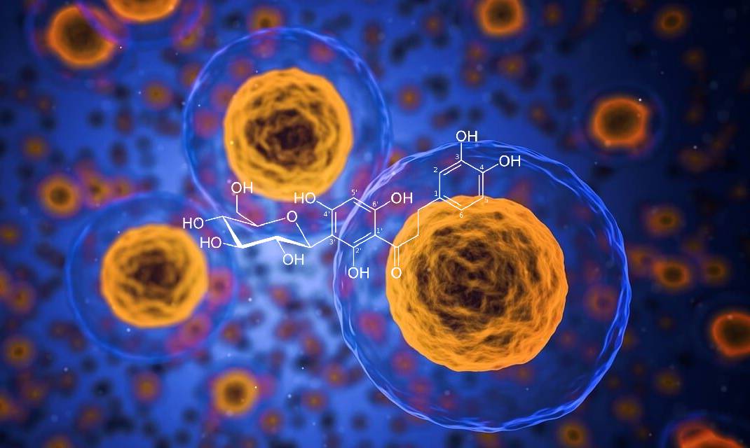 Rooibos Extracts Demonstrate Protective Effects in Preliminary Breast Cancer Research