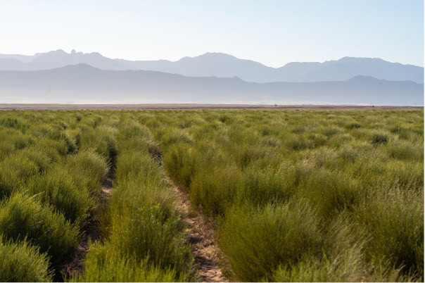 Rooibos fields