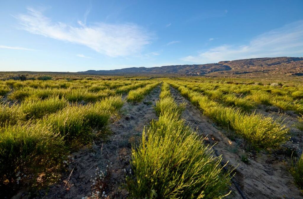 Value of rooibos to South African economy